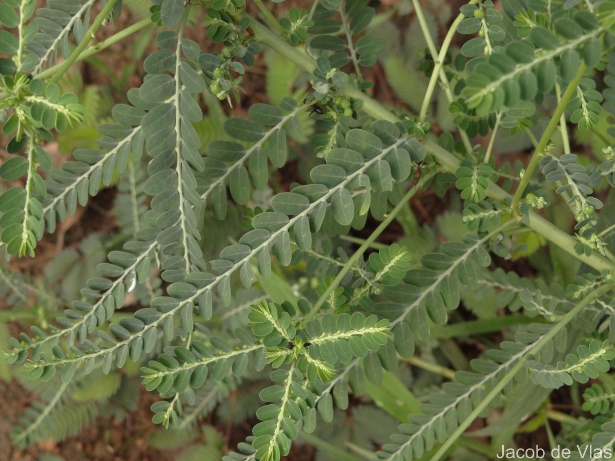 Phyllanthus amarus Schumach. & Thonn.